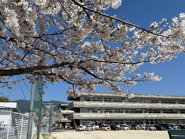 校舎と桜